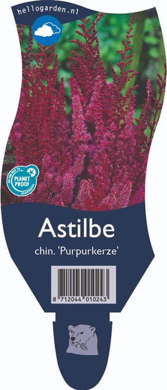 Astilbe c. 'Purpurkerze' - P11